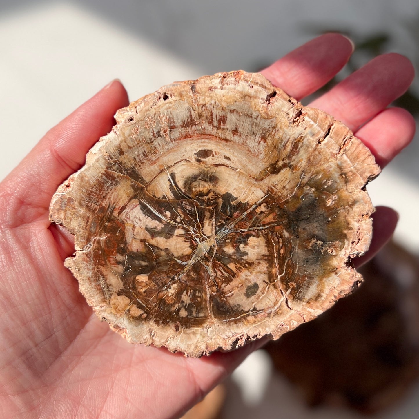 Petrified Wood Slice (PW-002)