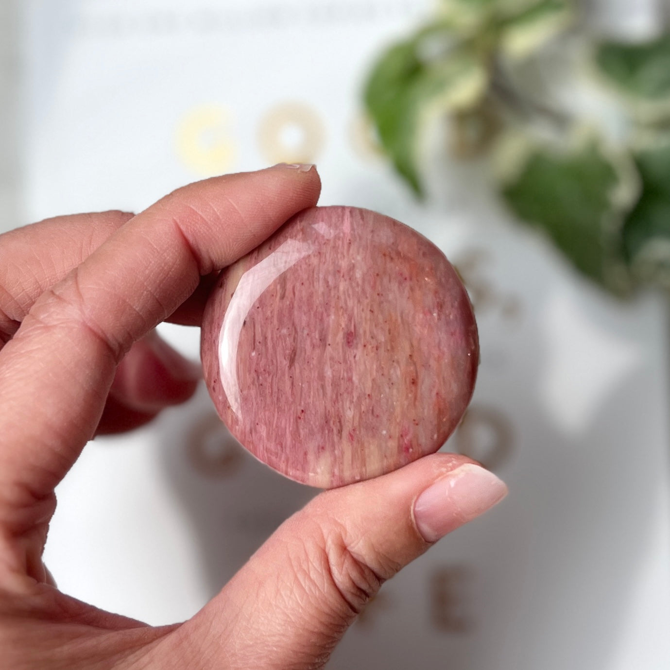 Petrified Wood Palm Stone 石化木