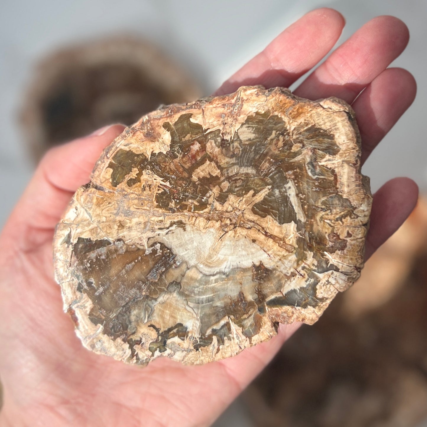 Petrified Wood Slice (PW-006)