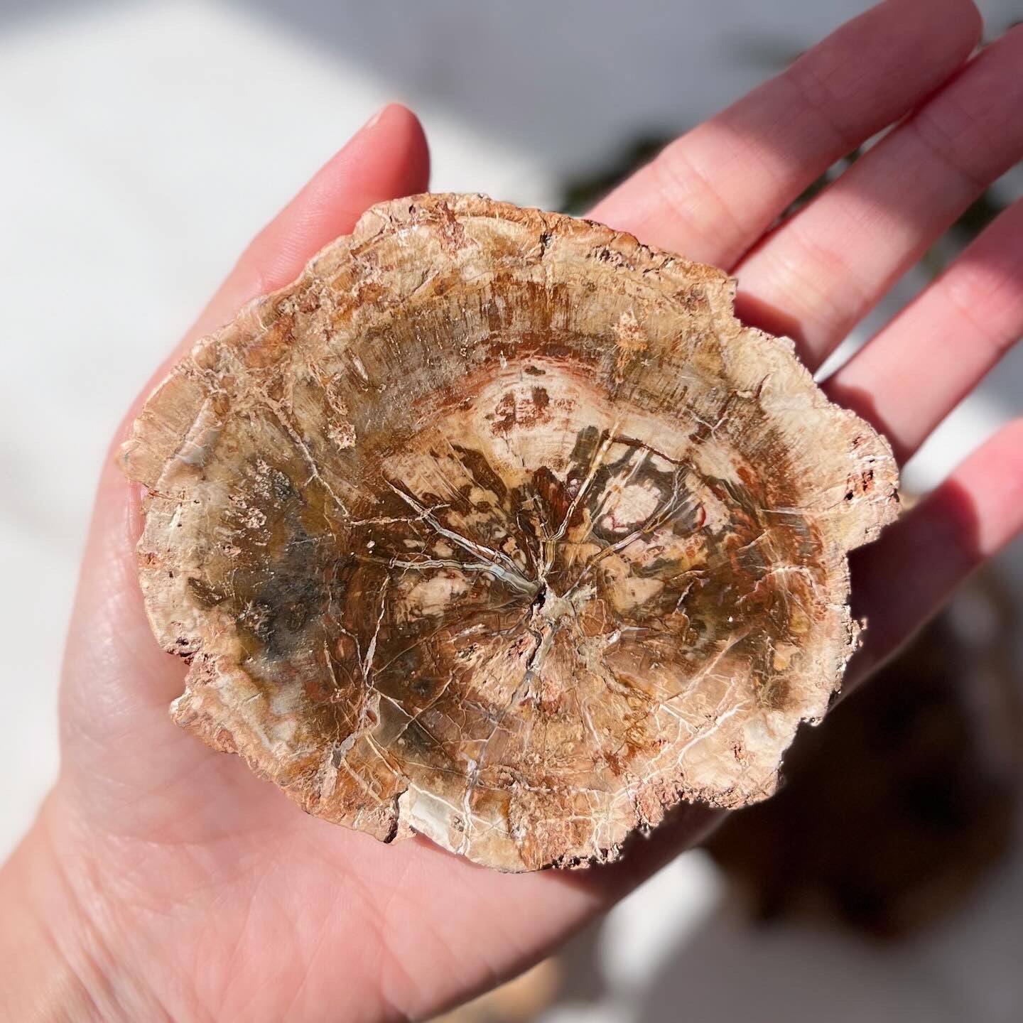 Petrified Wood Slice (PW-002)