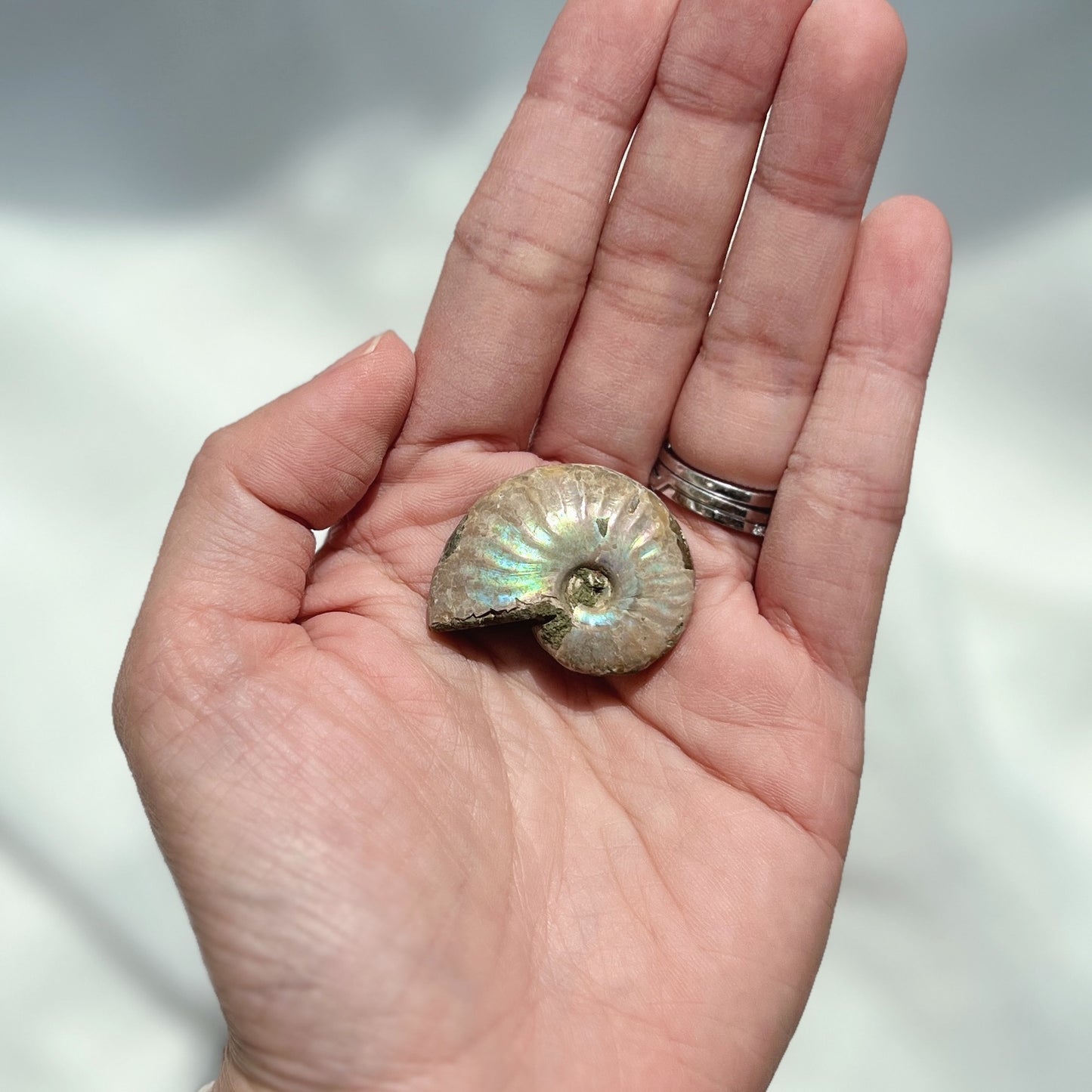 Ammonite 斑彩螺