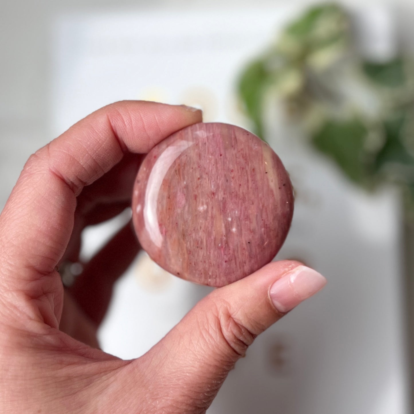Petrified Wood Palm Stone 石化木