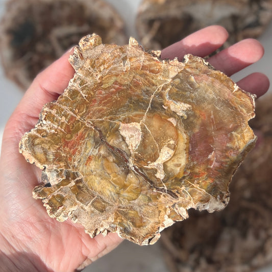 Petrified Wood Slice (PW-007)