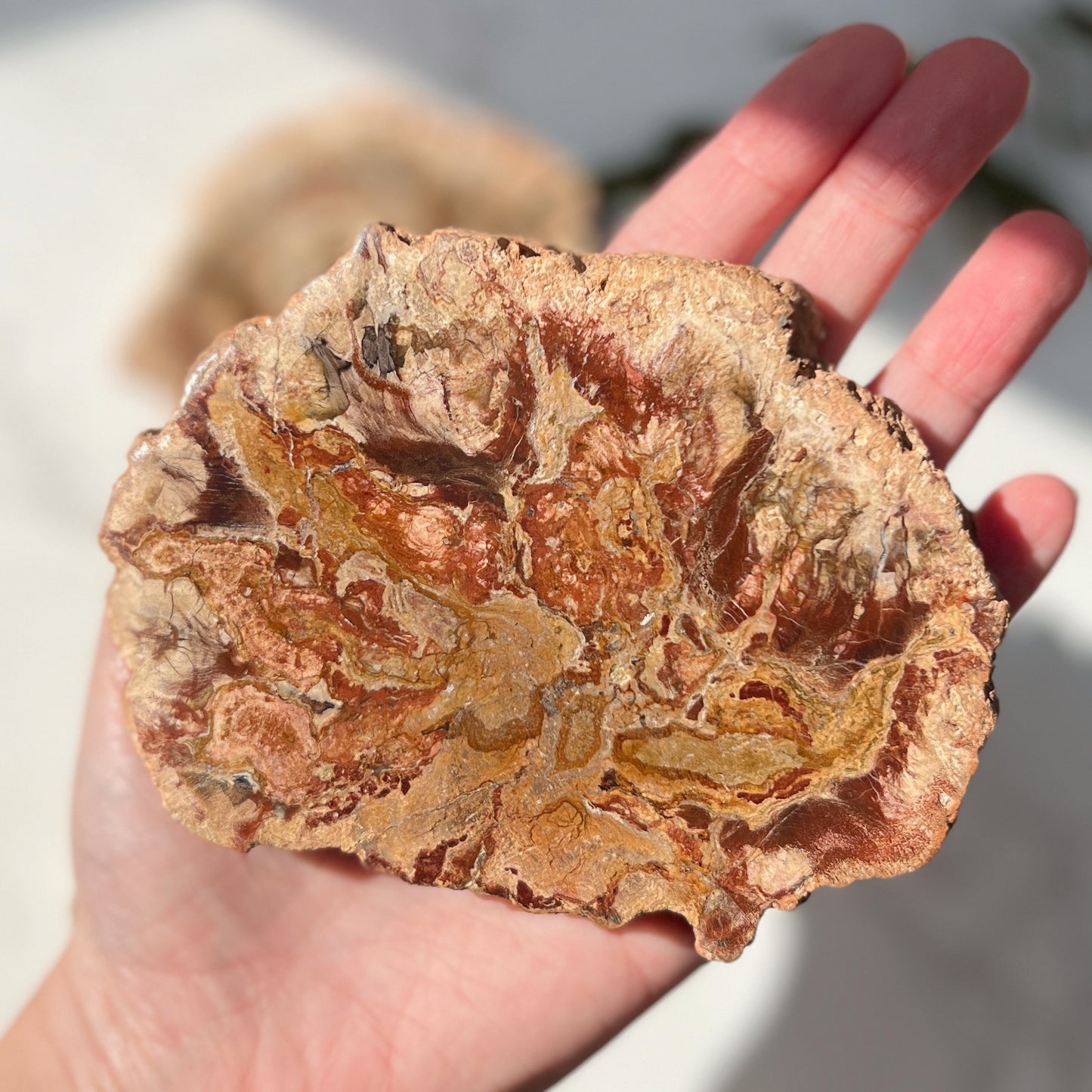 Petrified Wood Slice (PW-004)