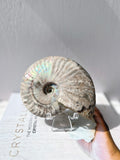 Ammonite Fossil (AMM-004)