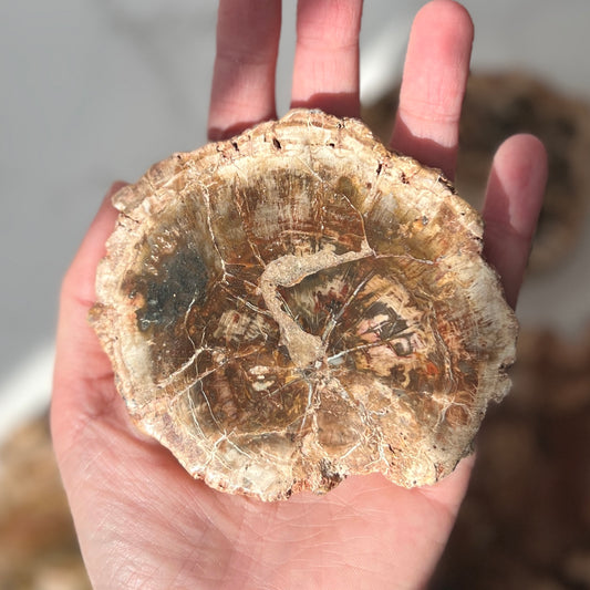 Petrified Wood Slice (PW-005)