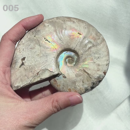 Ammonite 斑彩螺