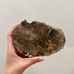 Petrified Wood slice (PW-001)